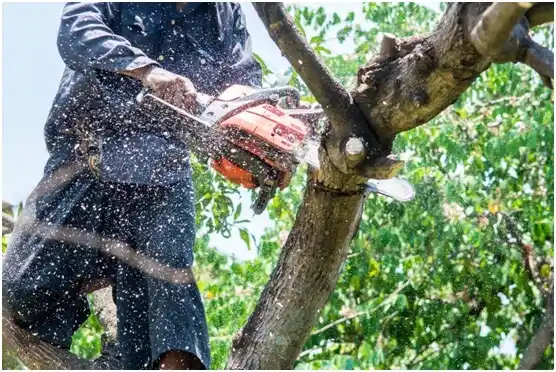 tree services Atlanta